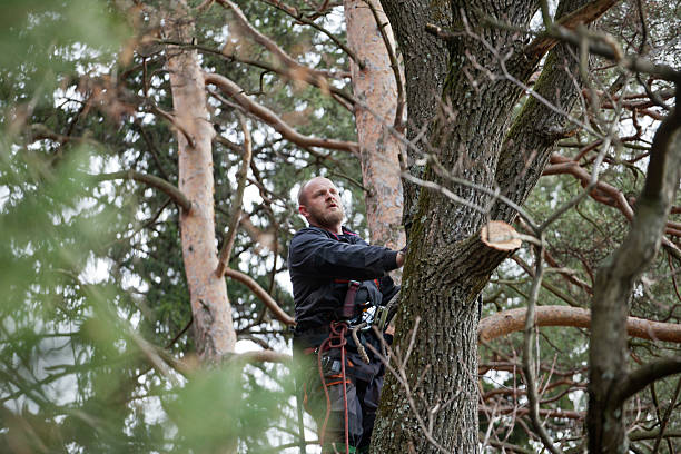 Best Palm Tree Trimming  in North Haverhill, NH